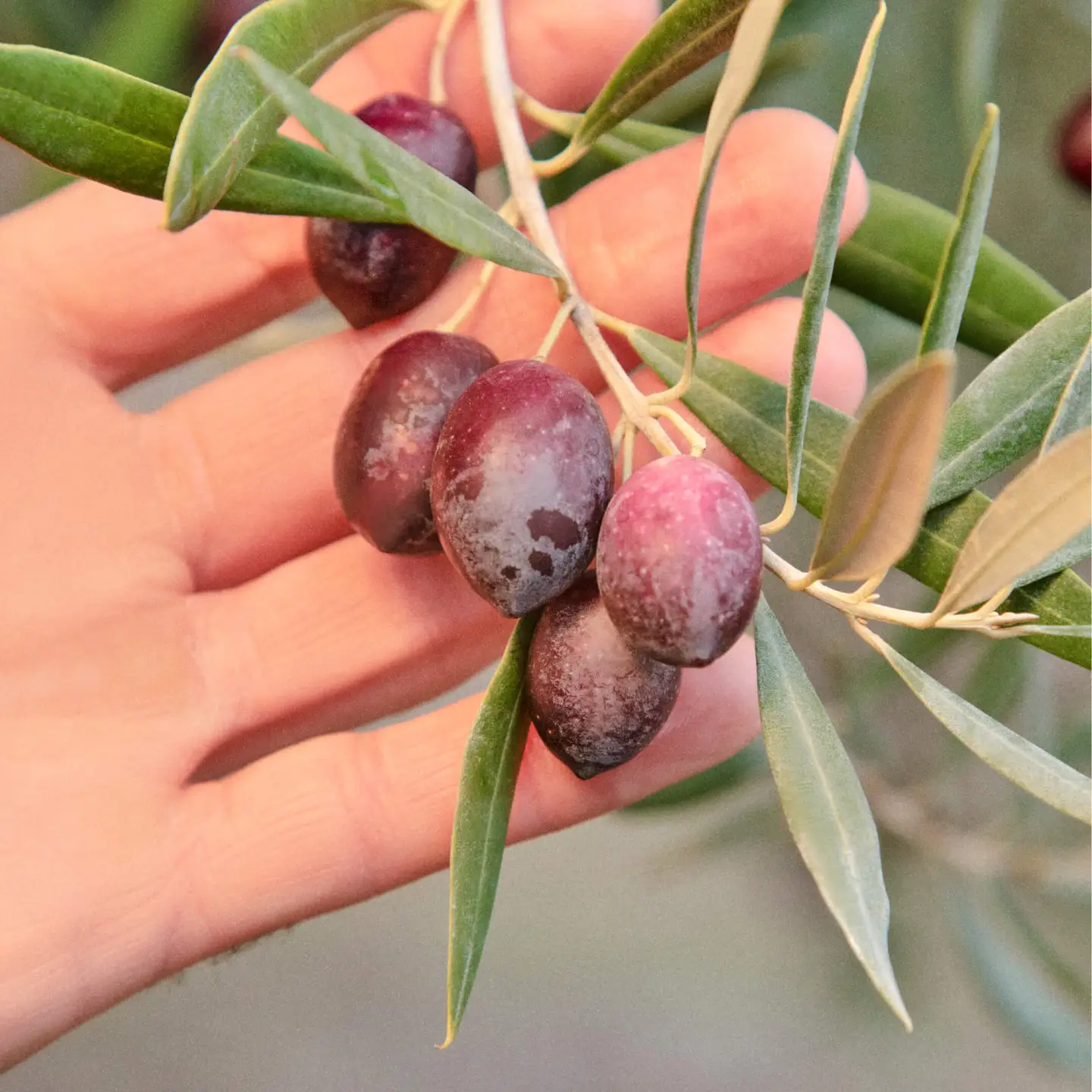 Sizzle Olive Oil - Image 4
